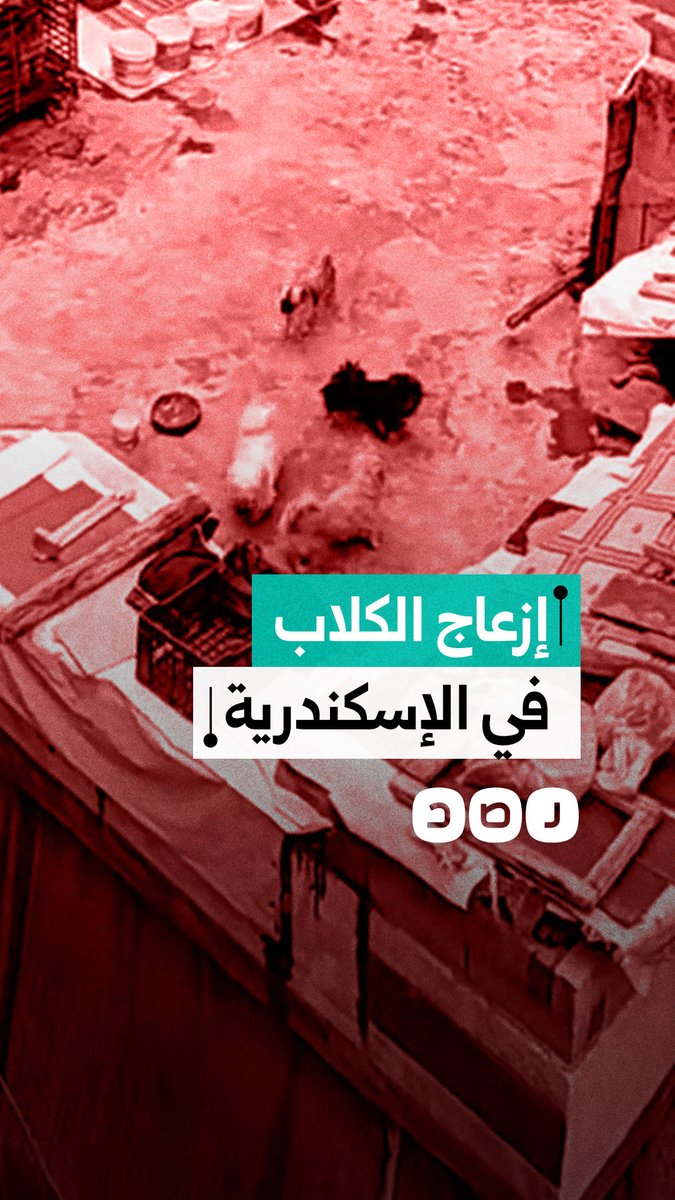 مواطن يوثق إزعاج جيرانه عبر تربية الكلاب في منطقة العصافرة محافظة الإسكندرية