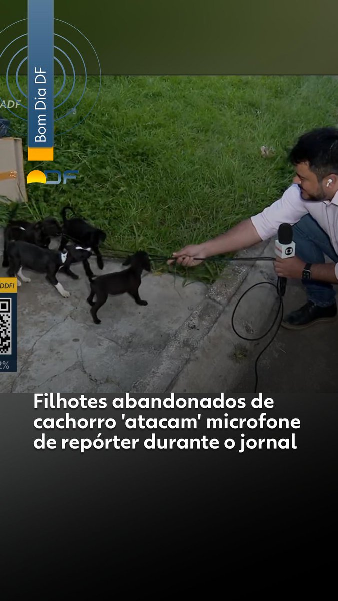 Filhotes abandonados de cachorro 'atacam' microfone de repórter no DF #g1