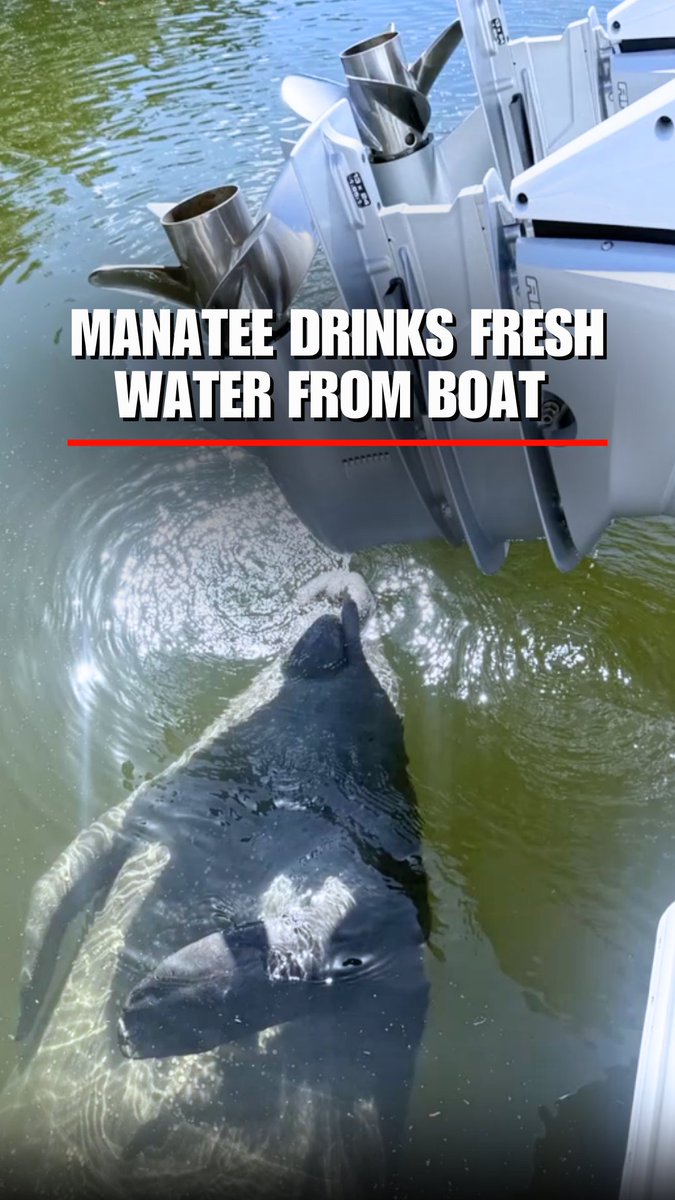 A manatee in Bradenton, Florida, gave local Marine Unit officers a surprise visit when it swam up to their boat for an unauthorized drink.