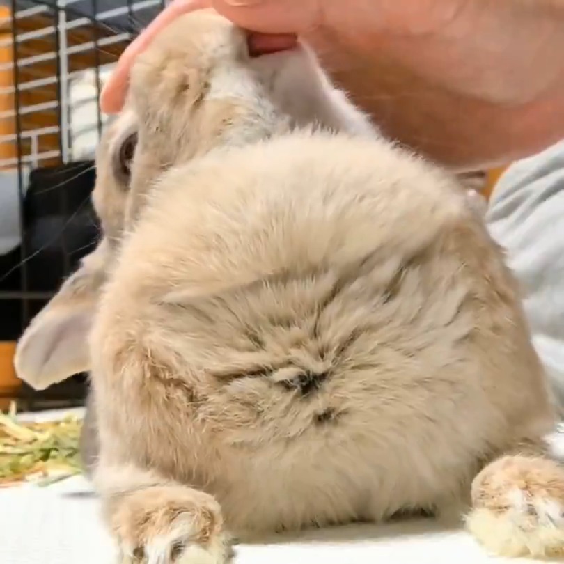 オハペショ〜🐇💕 モッフモフフワッフワですよー🤭☁ 皆様も如何ですか🤭？☁