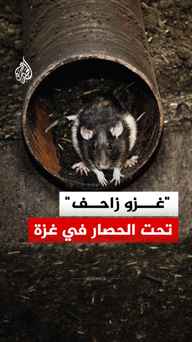 فئران تنهش أجساد النازحين في غزة أثناء نومهم.. كارثة بيئية وصحية تجتاح غزة #الجزيرة_رقمي