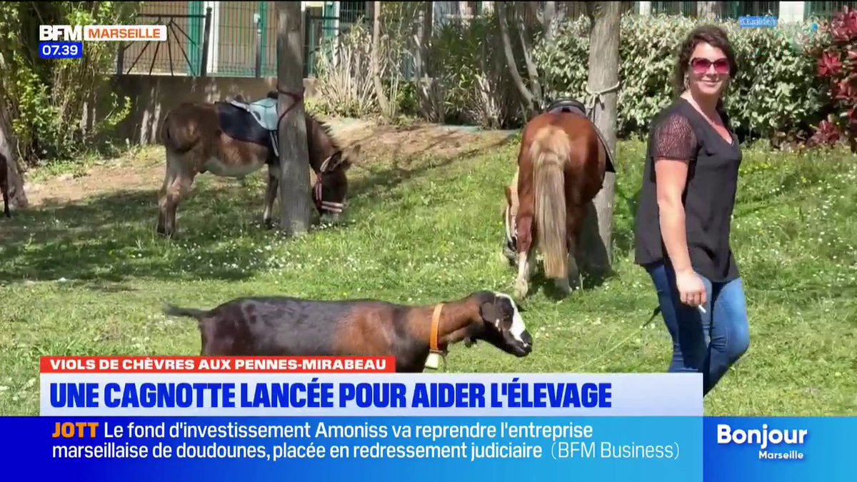 Abus sexuels sur des chèvres aux Pennes-Mirabeau : une cagnotte lancée pour aider l'élevage