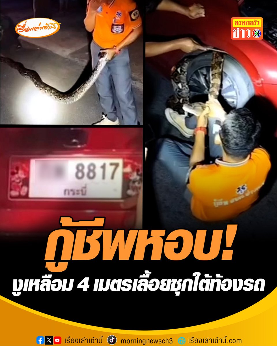 สาวกระบี่อึ้ง ! จอดรถทำธุระข้างทาง งูเหลือมยาว 4 เมตร เลื้อยซุกใต้ท้องรถ ต้องเรียกบังฉาบองหลามือเปล่า นักจับงูชื่อดัง มาช่วย ใช้เวลาครึ่งชั่วโมง กว่าจะดึงออกมาได้ทำเอาหอบ ชาวบ้านแห่ส่องเพียบ เผยเลขทะเบียน 8817 #เรื่องเล่าเช้านี้ #งูเหลือม