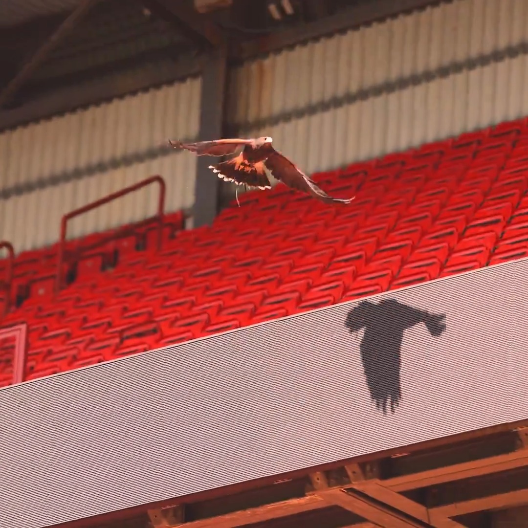 Meet the hawk helping us keep The Valley bird-free 🦅 Working in partnership with Go-Pest and Ethical Pest Solutions, we’re keeping the stadium clear of unwanted visitors in a safe, natural and ethical way 🤝 #cafc