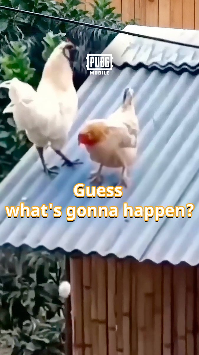 Guess who’s hatching out? 🐣 #PUBGMOBILE #PUBGM430 #Chicko #Hatch