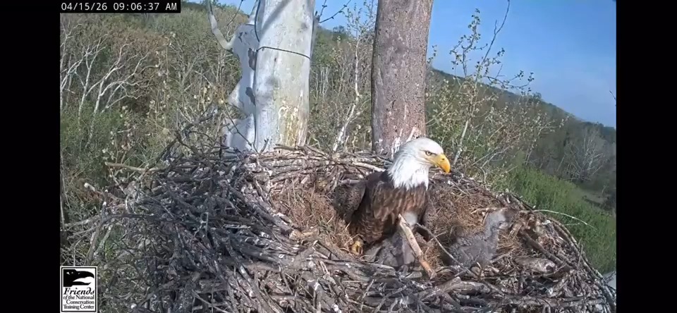 The nest is bustling with life. Two eaglets at the U.S. Fish and Wildlife Service National Conservation Training Center in West Virginia are thriving thanks to nonstop meals from their devoted parents, Bella and Scout. 🦅🦅 Watch live: