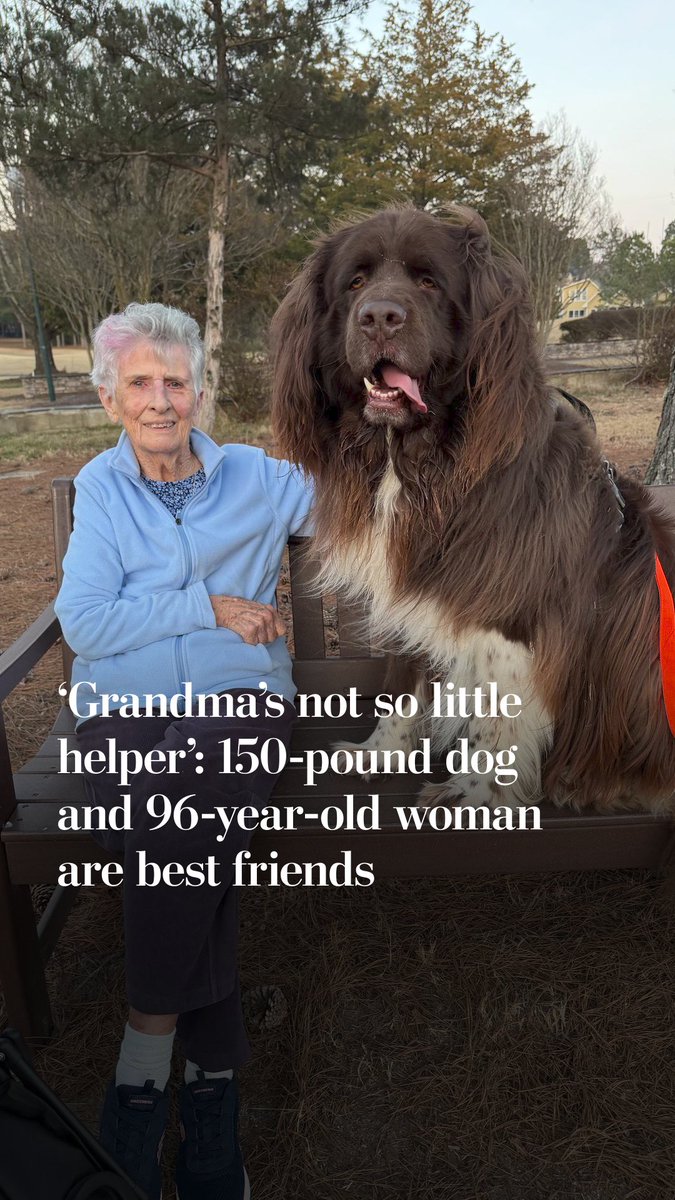 Barbara Collins, 96, and Chewy, a 150-pound Newfoundland, have developed an undeniable companionship.