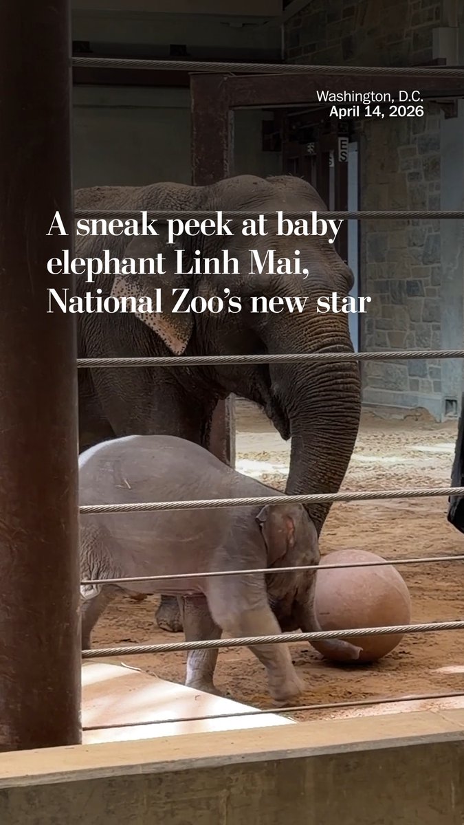 Linh Mai, the National Zoo’s first baby elephant in almost 25 years, is taking the stage. The 2-month-old Asian elephant calf has already faced multiple challenges, including health issues that were successfully treated with a fecal microbiota transplant. Read more: