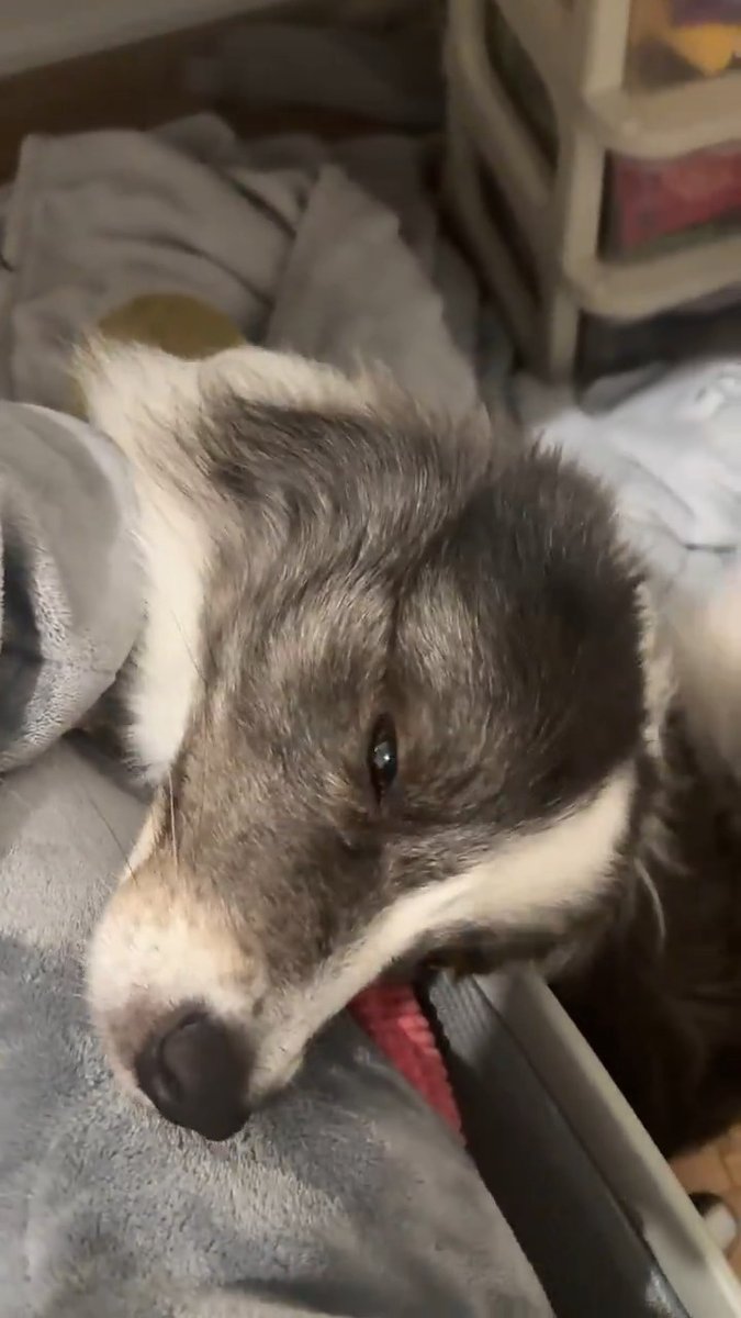 100% lovely 🐶❤️