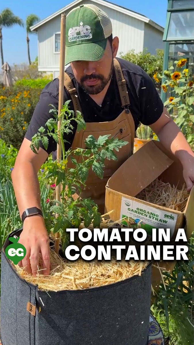 GROWING TOMATOES IN CONTAINERS - Container tomatoes thrive when roots have room to grow. A 15-gallon pot supports better water and nutrient uptake, while small pots limit growth. Use a quality soil mix like FoxFarm, plant at the right depth, and add fertilizer at transplant. Mulch to retain moisture and water consistently to prevent cracking and blossom end rot.