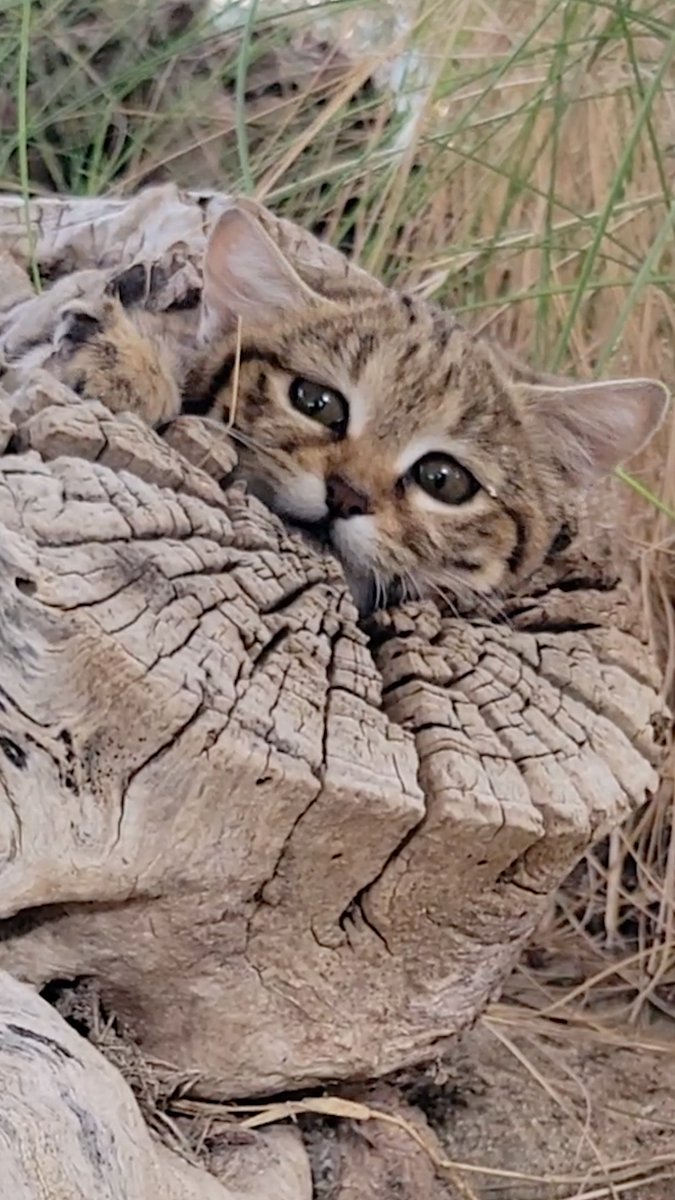 *documentary voice* the world's deadliest hunter reveals itself