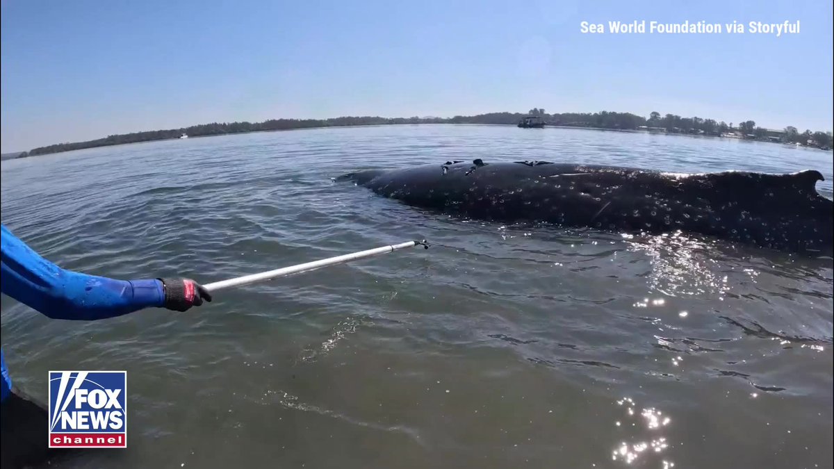 A humpback whale was freed after being stranded on a sandbar off Australia's coast. Rescuers were able to guide the 30-foot mammal back to the open ocean.