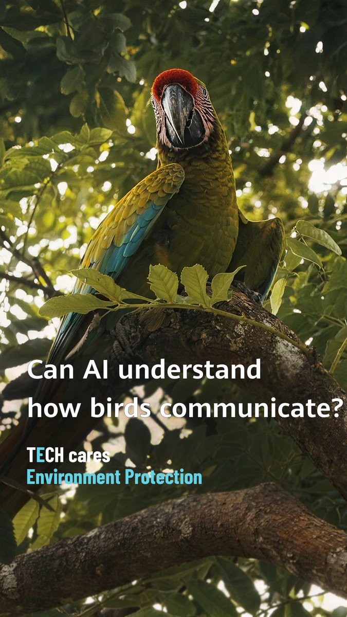 In Costa Rica, acoustic monitoring technology is helping researchers better understand bird behavior, leading to more precise conservation measures!