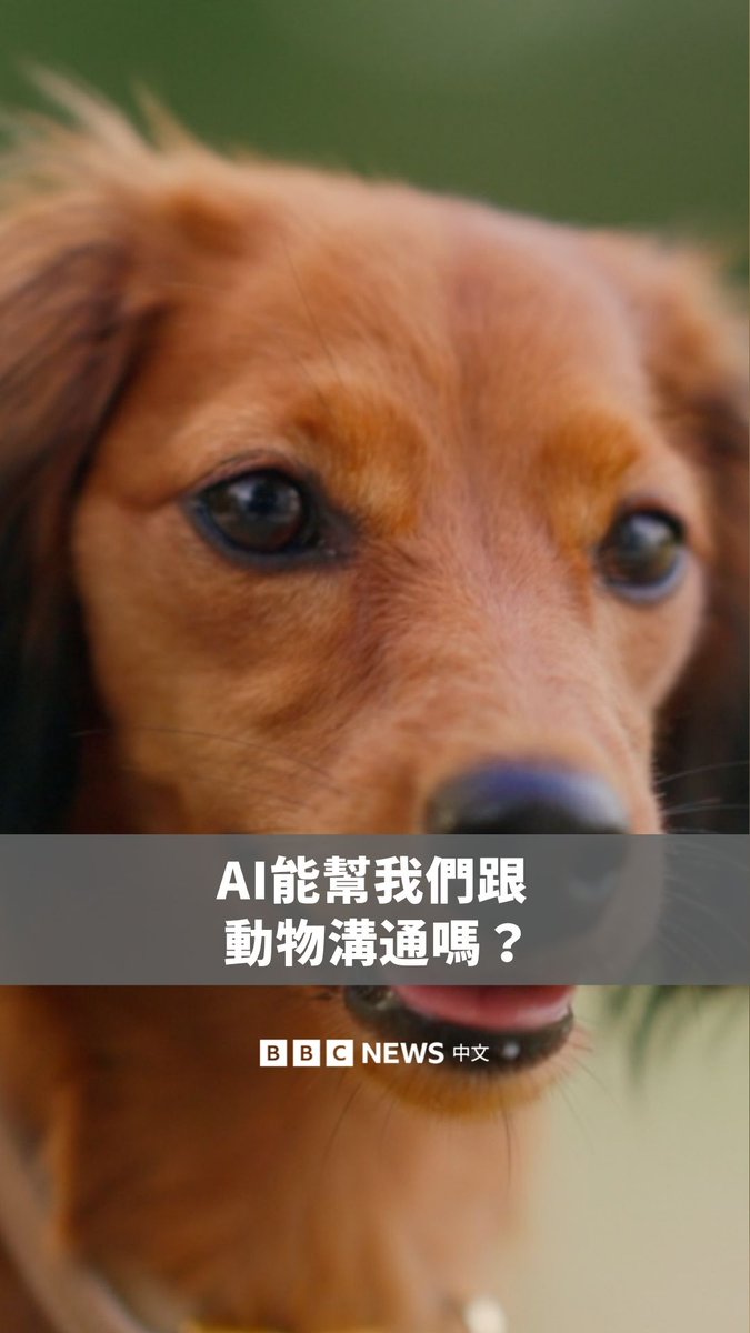 很多人都希望我们能跟动物沟通,但AI会不会让我们更有机会达成?🐕研究人员正训练一个AI演算法,能从大象的叫声辨识它的年龄、性别、行为,甚至情绪状态。AI也被用来辨识蝙蝠的种类,以及抹香鲸如摩斯密码一般的叫声。