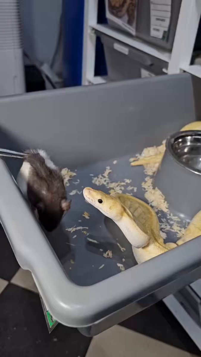 Snake rat eating pattern goes viral.