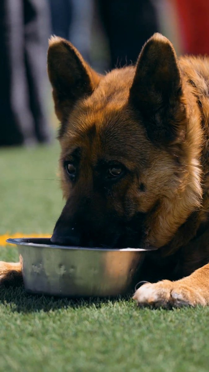 🐶 Hoy los que tenían una historia que contar eran ellos. 📹 Los que se han ganado la atención de nuestras cámaras. Y nosotras, las encargadas de dedicarles un ratito de mucho cariño. #FIFAWWC | #JugarLucharYGanar