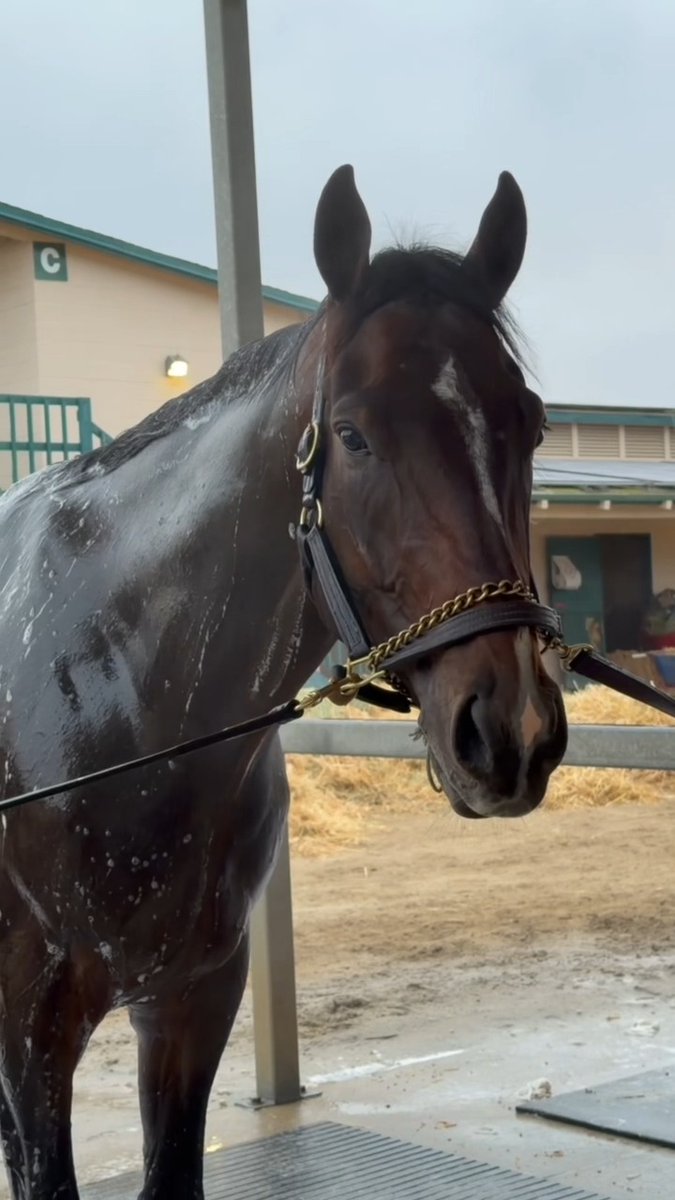 Bath time with Sovereignty.🛀 Who's ready to see him run this weekend?