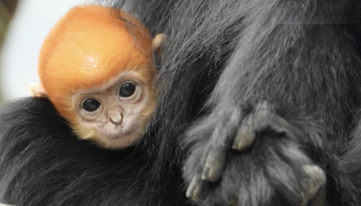 Watch: Rare golden monkey baby spotted in Guizhou reserve