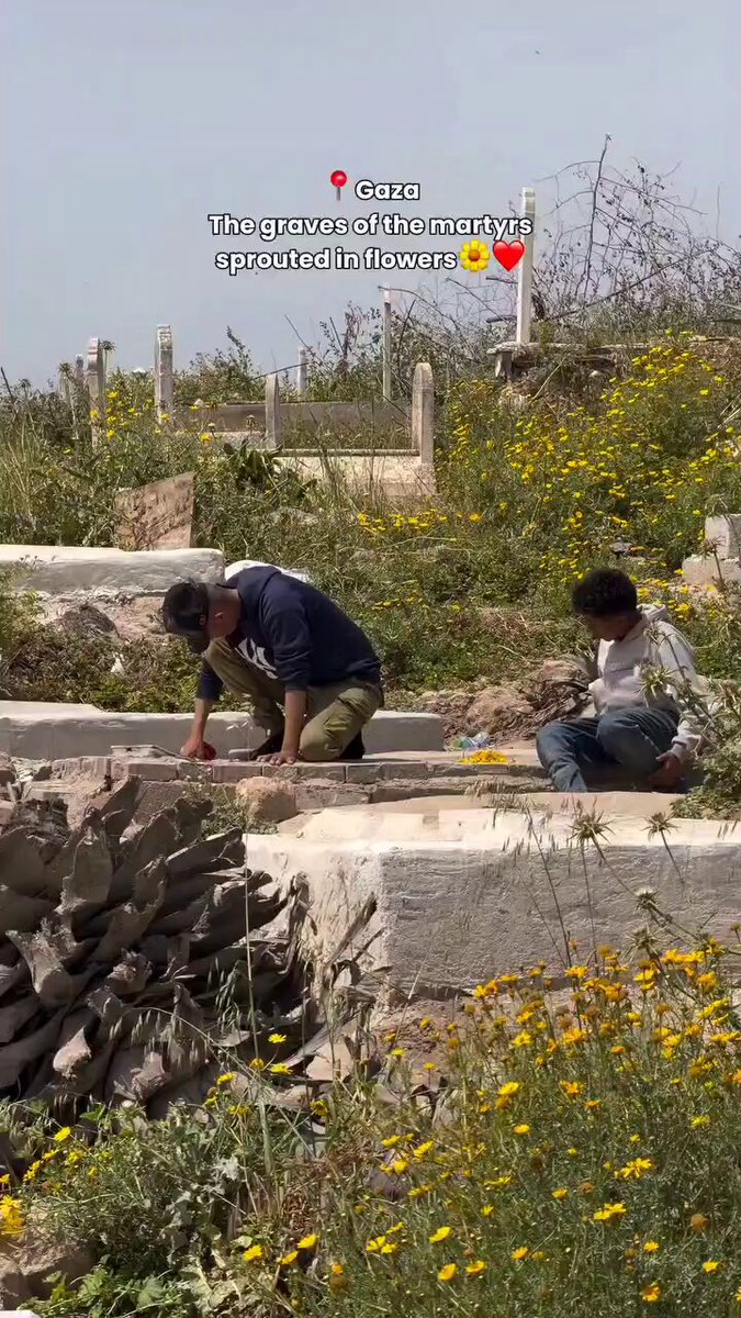 Kubur para syuhada Palestin dipenuhi bunga yang cantik....