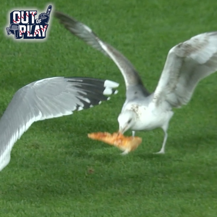 🍕試合中にフィールドがカオスの状態に? 外野の芝生でカモメたちがピザの取り合い🐦 なかなか見られない珍しい光景でした😂 #OutofPlay