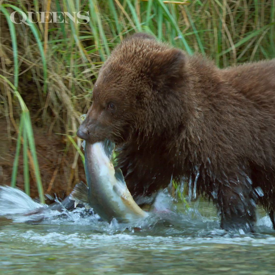 Step into fishing lessons with a family of brown bears 🐻 The mother shows her cubs the ropes as they learn to hunt for salmon before the cold sets in. Each catch brings them closer to independence. #StepIntoWonder #NatGeoQueens is now streaming on Disney+ and Hulu.
