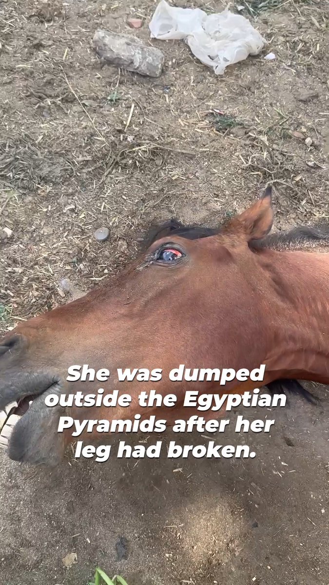 Imagine being pushed until your body breaks, only to be abandoned like trash and left to die alone when you can’t go on 💔 If her story breaks your heart, remember her when you travel. Never take carriage rides.