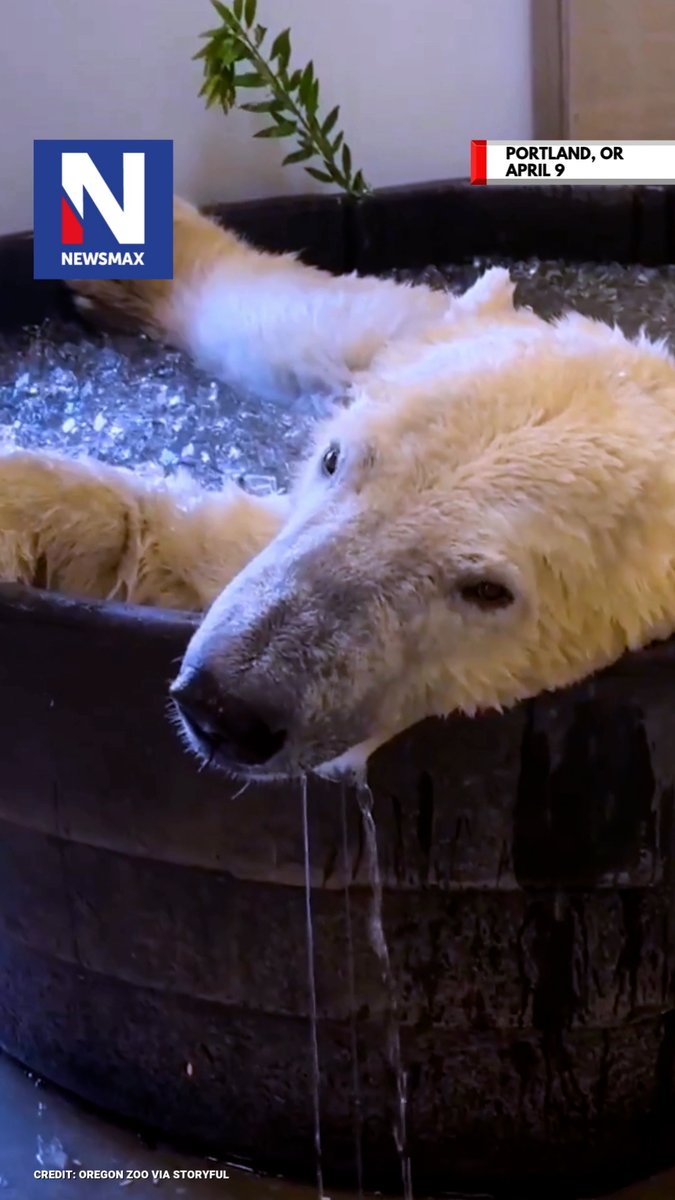 POLAR PLUNGE: Adorable 3-year-old polar bear Kallik was caught on camera enjoying an ice-filled tub at the Oregon Zoo last week. OREGON ZOO: “Although he has two chilled saltwater pools to swim in, sometimes he likes to splash around in a big tub of ice!”