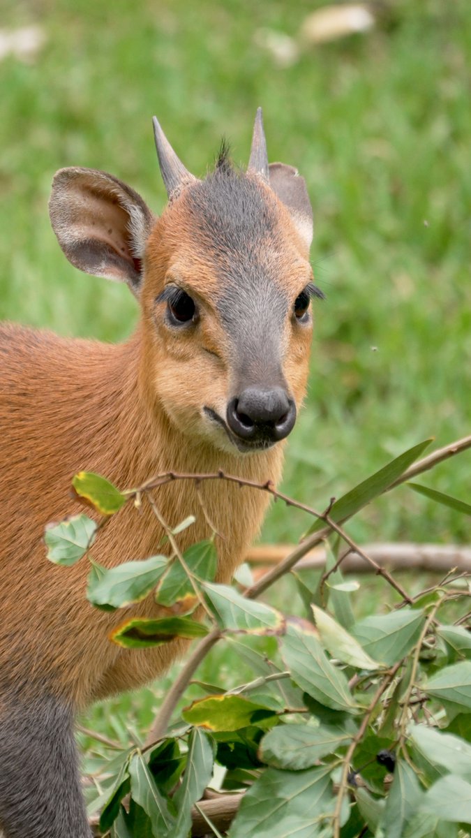 Duiker daily debrief, brought to you by Richard ☀️