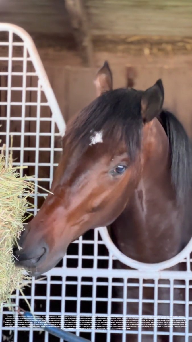 Two-year-old colt Malachi Miracle is on target to make his first start in a Maiden Special Weight on opening day at Churchill Downs. Kenny McPeek Fun fact: He's named after Kentucky Men’s Basketball player Malachi Moreno. 🏀 Add him to your portfolio →
