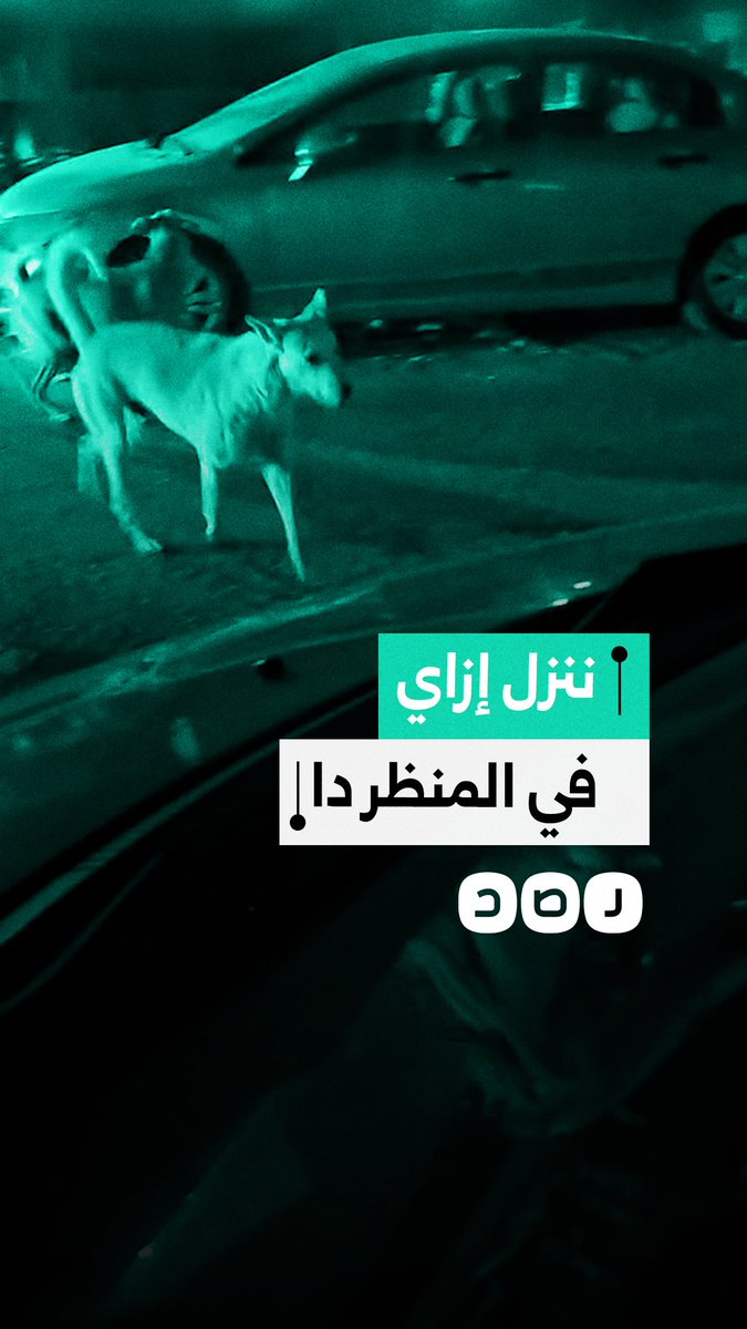 مواطن يستغيث من انتشار الكلاب في محافظة السويس