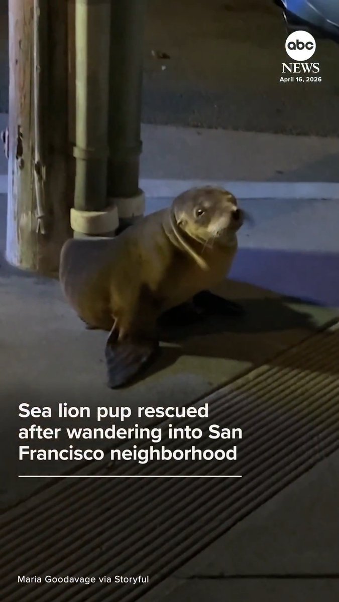 The San Francisco Police Department and the Marine Mammal Center were involved in the rescue of a sea lion pup that had wandered out of its usual habitat and found its way to a neighborhood multiple blocks inland.