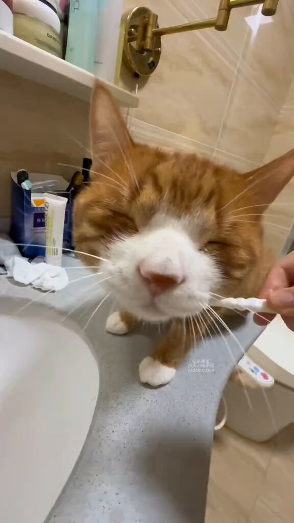 Players have discovered a new strategy in the cat brushing game. TT📸 : dou.o.dou