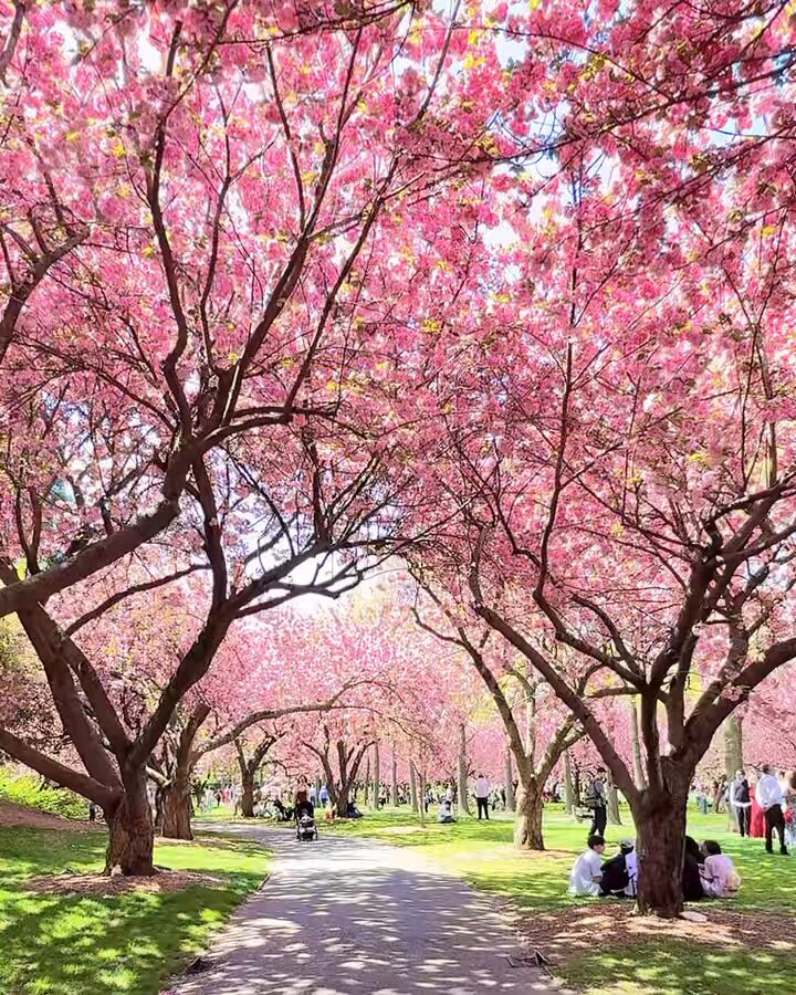 Kwanzan cherry blossoms in full bloom at Brooklyn Botanic Garden filmed on April 17, 2026