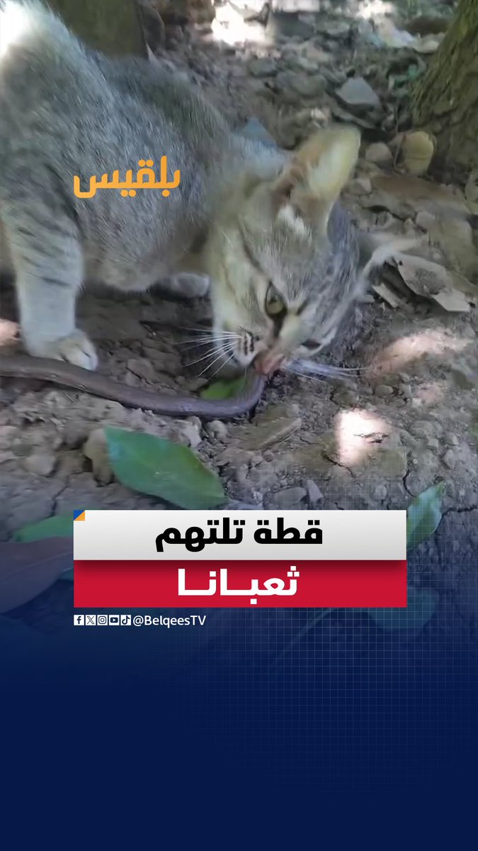 مواطن في #تعز ينشر مقطع فيديو يوثق قطة تلتهم ثعبانًا برأيك هل الثعبان الظاهر في الفيديو سام أم لا؟ #اليمن #منصات_بلقيس