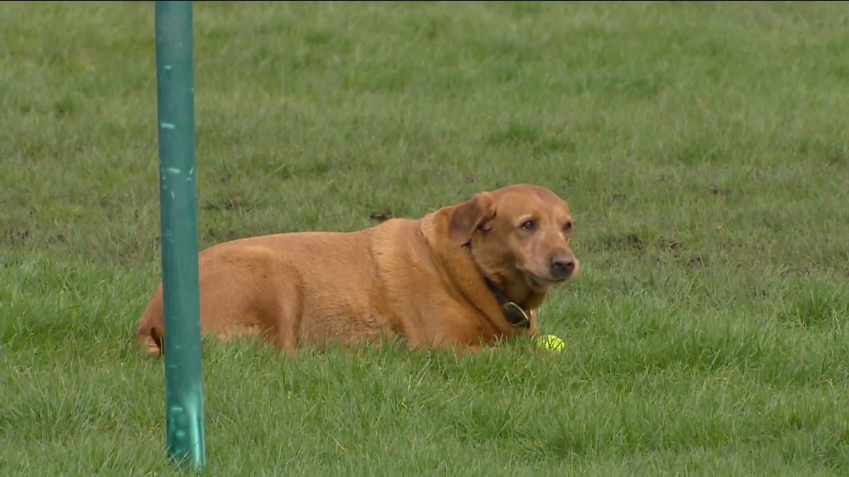 It's been lovely having Cheetah on The Opening Show today! ❤️🐕 #ITVRacing | lucinda russell | Oli Bell