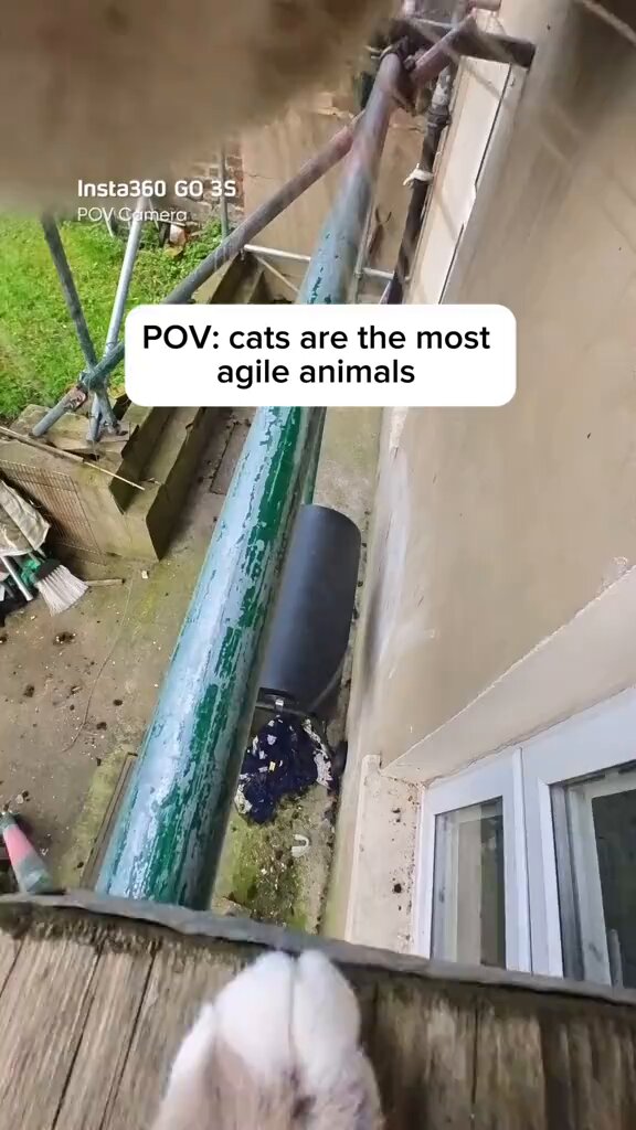 I could watch cat POV videos all day