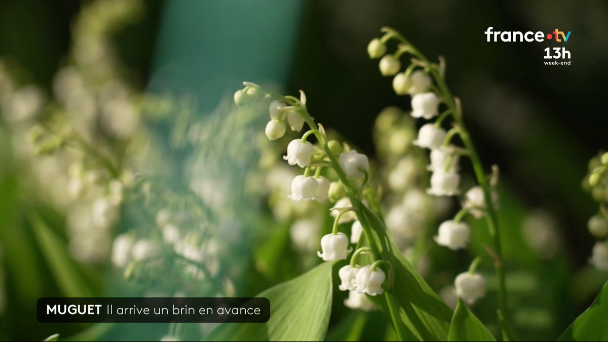 🌼 Une conséquence du dérèglement climatique, observée chez le muguet. La douceur des températures d'avril a avancé sa floraison. La cueillette a déjà commencé mais les brins de muguet vont-ils tenir jusqu'au 1er mai ? #JT13H
