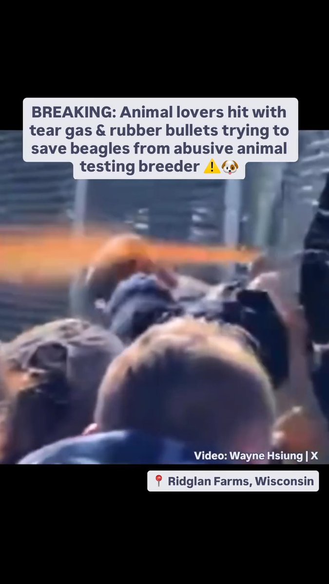 BREAKING: Animal lovers are mobilizing to rescue 2,000 beagles from #RidglanFarms in Wisconsin, an animal testing breeder that has criminally abused dogs for years. Law enforcement & private security are reportedly attacking animal rescuers with tear gas & rubber bullets ⚠️ 🎥 Wayne Hsiung