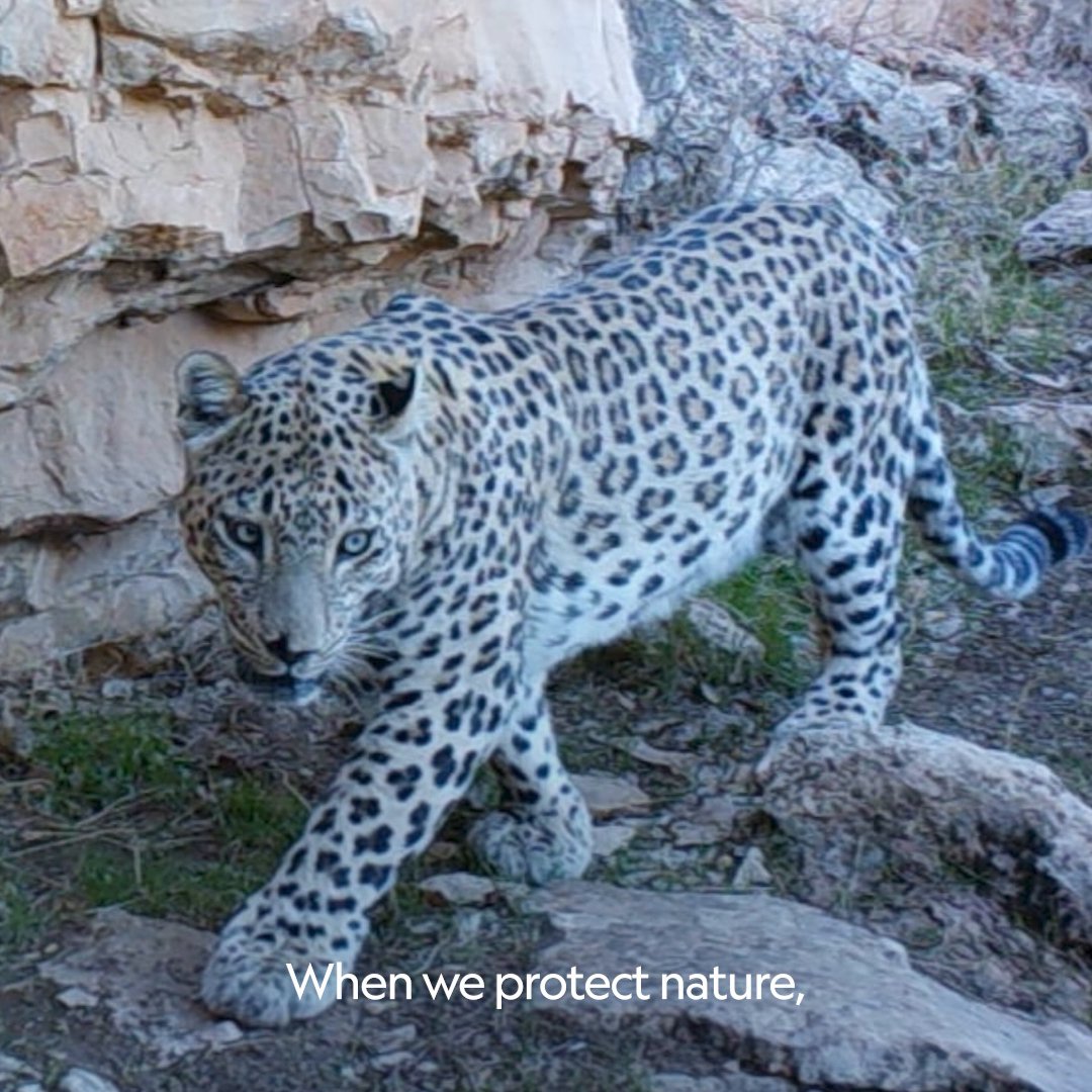 For National Geographic Explorer Hana Raza, moments of wonder can come at the most surprising times—like when her camera trap photographed a Persian leopard, an animal thought lost in Iraq's Zagros Mountains. National Geographic Society