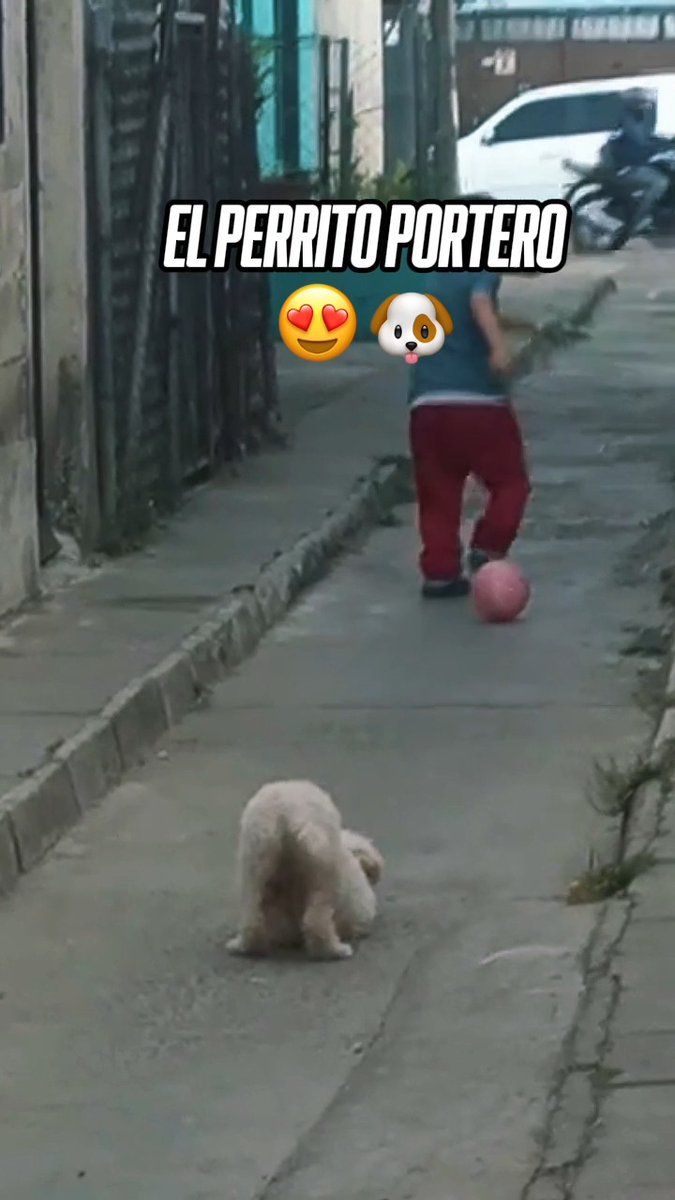 El perrito portero va a ser lo mejor que verás este día 🐶😍 🎥 LuzChaves75