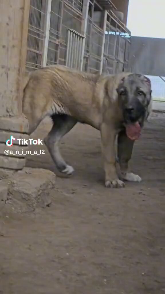 Meet the Kangal Shepherd Dog! Do you want one?