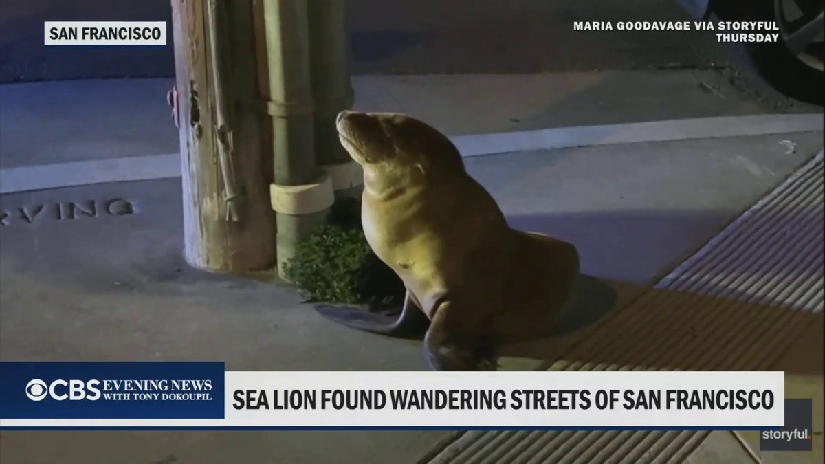 A sea lion pup wandered three blocks inland from Ocean Beach in San Francisco to a lamppost before police and wildlife officials safely guided it back to the water and checked its health.