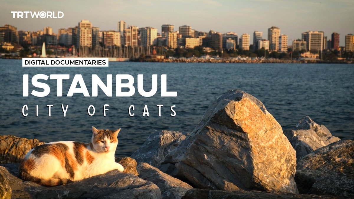 Coffee with cats, walks with cats, work with cats — in Istanbul, the feline creatures are everywhere. But how did this unusual relationship between people and cats begin?