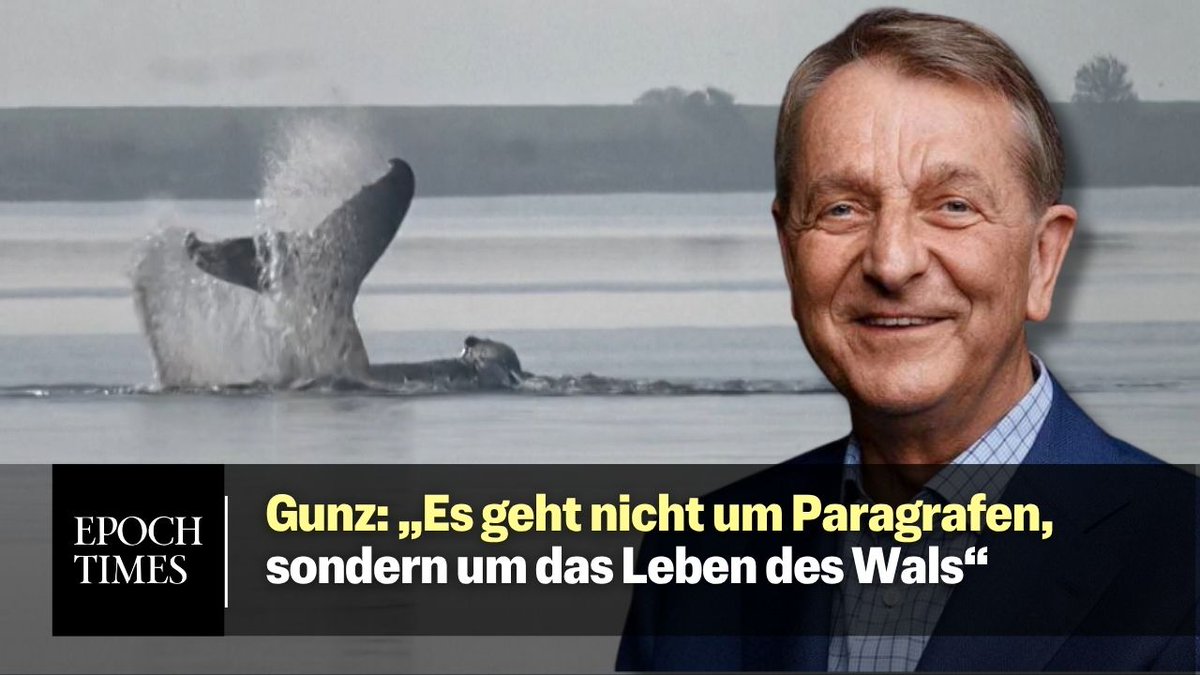 Der Wal sei durchaus in einem gesunden Zustand, zitiert MediaMarkt-Mitgründer Walter Gunz den extra zur Hilfe angereisten „Walflüsterter“ Sergio Bambarèn. Die Theorien, dass der Wal im Sterben liege, seien nicht haltbar, sagt Gunz gegenüber Epoch Times. Aktuelle Entwicklungen im Ticker: Die Haut sei zwar geschädigt, aber heilbar. Der Wal registriere schon, dass man ihm etwas Gutes tut. „Wir hoffen, das es nun gelingt, den Wal in die Freiheit zu bringen.“ Was die Lage bisher schwierig gemacht hat: „Wir mussten für alles und jedes eine Extra-Genehmigung haben – ob der der Schlauch anders bewegt werden kann, die Salbe aufgetragen werden kann, eine andere Tierärztin keine Zulassung für Deutschland hat“, sagt Walter Gunz. „Das ist kontraproduktiv, da haben wir einen Tag verloren.“ Nun sei von Umweltminister Till Backhaus zugesagt wurden, dass er unbürokratisch alle Dinge durchwinken wolle. „Es geht nicht um Paragrafen, sondern um das Leben des Wals. Wenn es um Leben oder Tod geht, da kann man sich nicht von Bürokratie aufhalten lassen“, sagt Gunz und schwächt seine Kritik ab: „Wir müssen uns auf das Wesentliche konzentrieren, und das ist der Wal.“
