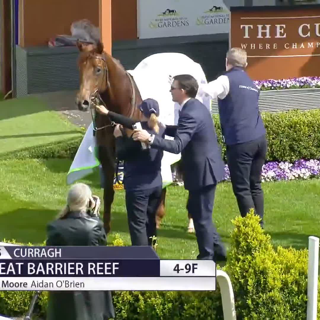 Pats well done from Aidan O'Brien ❤️ What a performance from Great Barrier Reef! 🤩 Ballydoyle Racing | The Curragh Racecourse