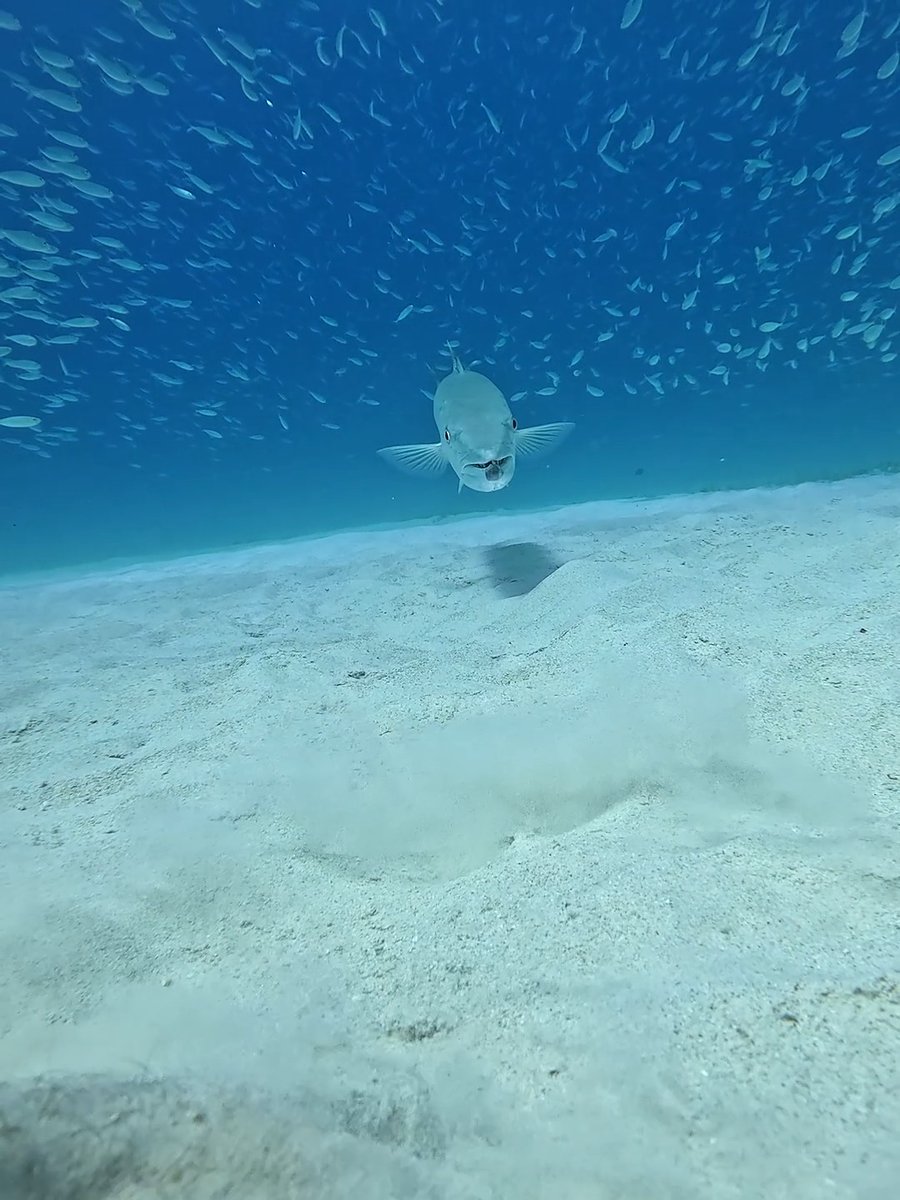 Who will break eye contact first, the barracuda or Ian Haggerty? 👁️ 🏆 $500 GoPro Award 🎥 HERO12 Black Shop GoPro for freedive + scuba 👉