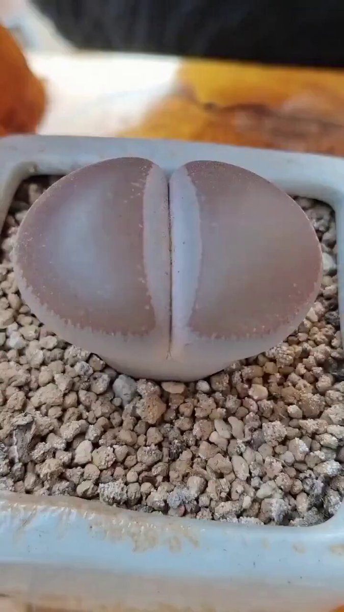 Useful tips for succulents