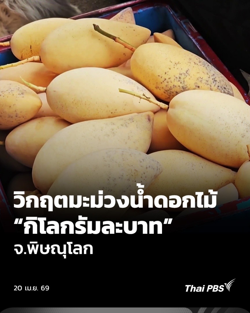 🥭 มะม่วงน้ำดอกไม้ ที่ อ.วังทอง และ อ.เนินมะปราง จ.พิษณุโลก ประสบปัญหาราคาตกต่ำ เกษตรกรบางคนแยกขายแบบยกลังให้กับโรงกวนมะม่วง โดย 1 ลัง น้ำหนัก 30 กิโลกรัม ขายราคาลังละ 50 บาท หรือ ตกเพียงกิโลกรัมละ 1 บาทกว่า ๆ เท่านั้น #ThaiPBS #วันใหม่ไทยพีบีเอส