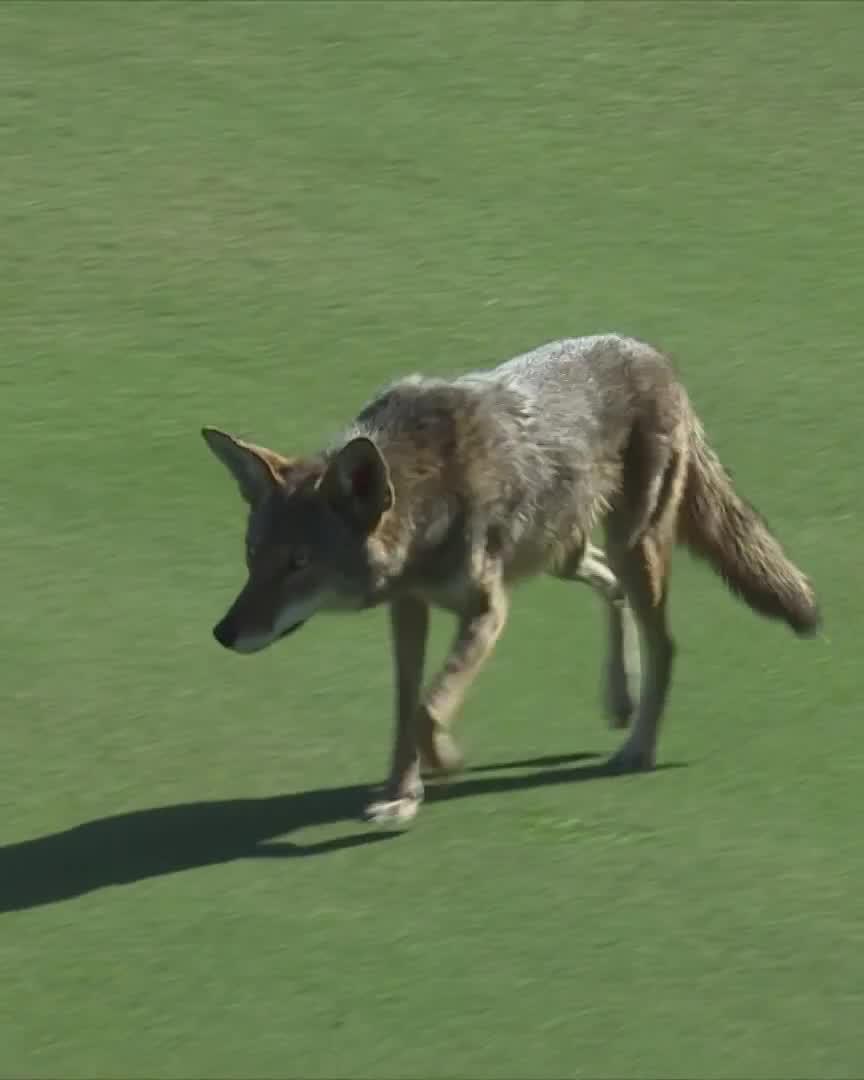 Um...guys... a coyote just tried to take a mic home with him 😂😂😂