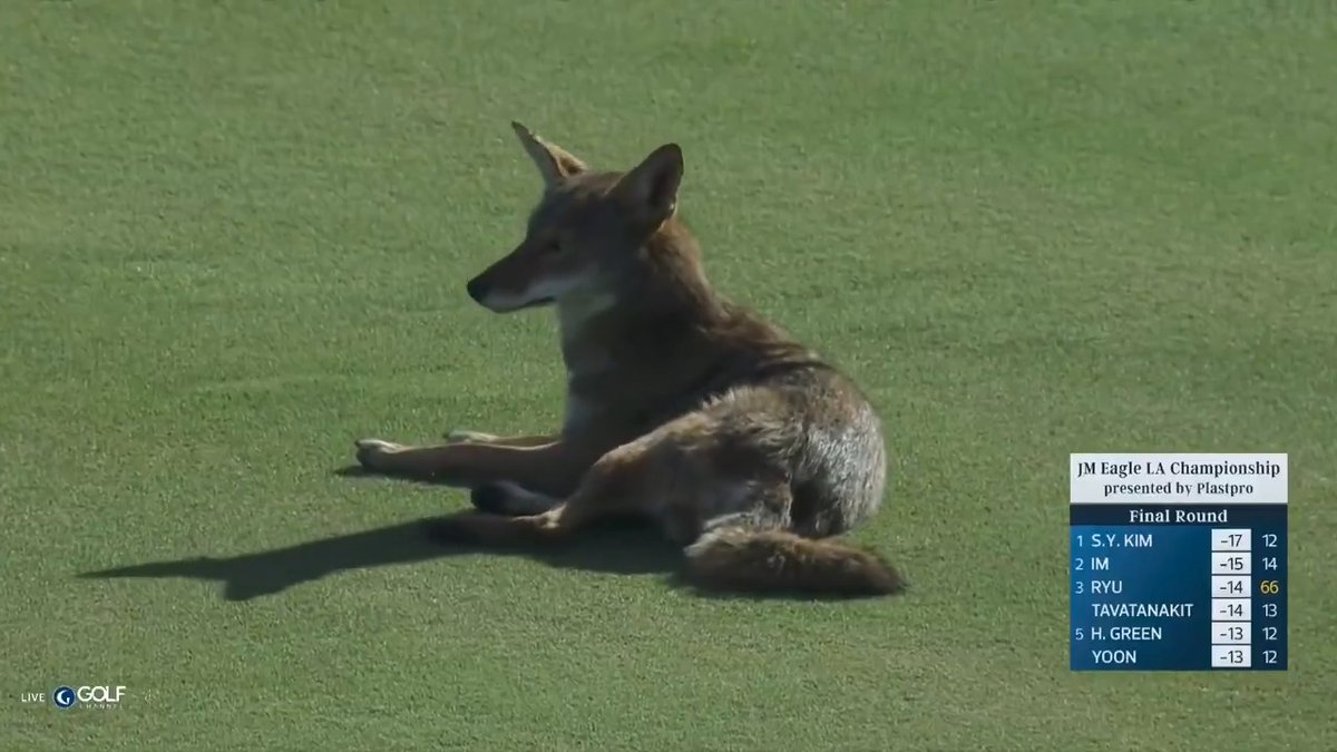 Coyote sighting at El Caballero from the Santa Monica Mountains ⛰️🐾 (to hunt for our microphone wind muffs)